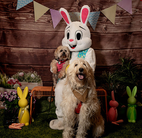 Fetch - Easter Bunny-118