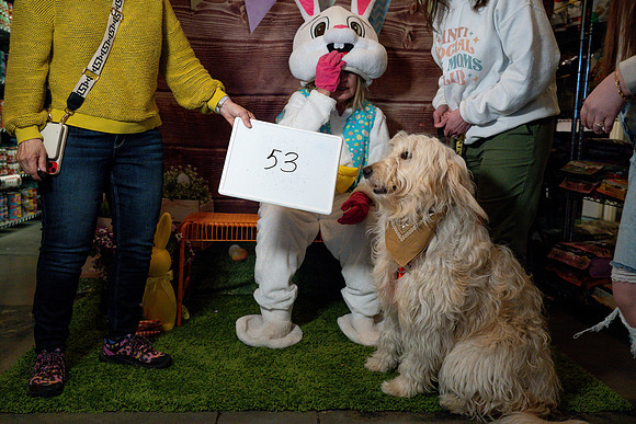 Fetch - Easter Bunny-117