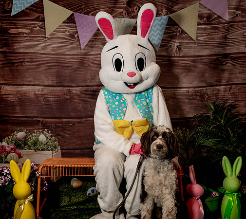 Fetch - Easter Bunny-120