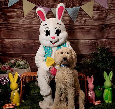 Fetch - Easter Bunny-122