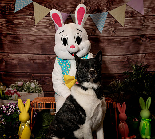 Fetch - Easter Bunny-124