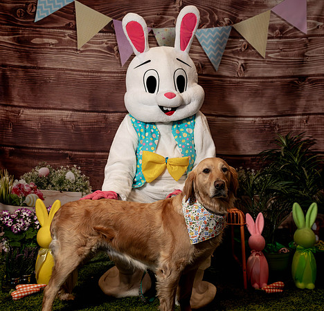Fetch - Easter Bunny-128