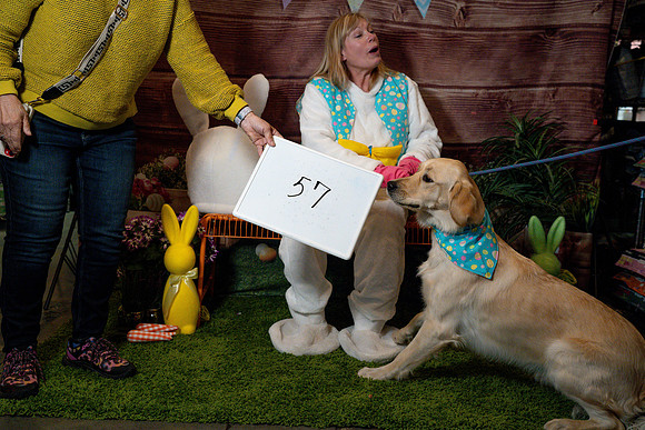 Fetch - Easter Bunny-125