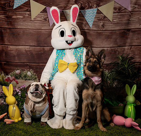 Fetch - Easter Bunny-130