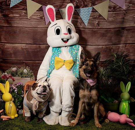 Fetch - Easter Bunny-131