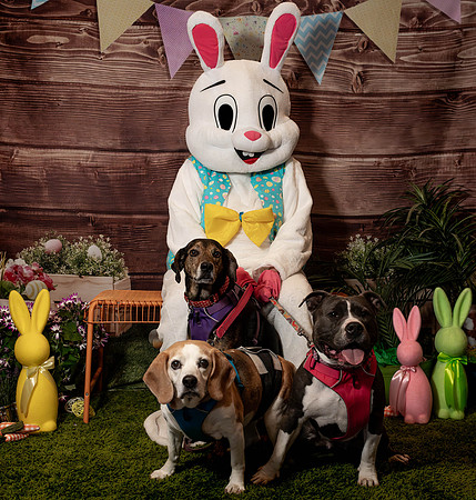 Fetch - Easter Bunny-133