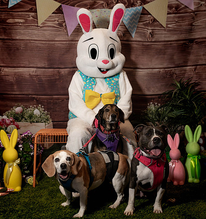 Fetch - Easter Bunny-134