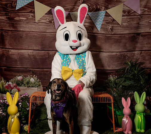 Fetch - Easter Bunny-135