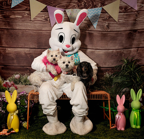 Fetch - Easter Bunny-137