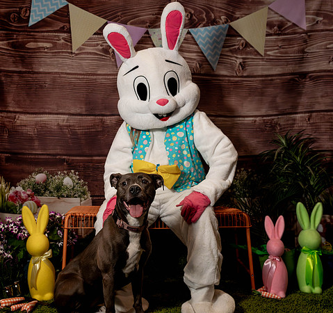 Fetch - Easter Bunny-143