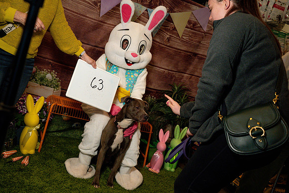 Fetch - Easter Bunny-142