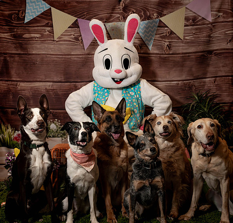 Fetch - Easter Bunny-145