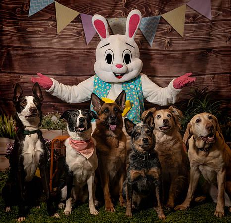 Fetch - Easter Bunny-146