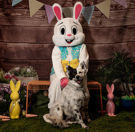 Fetch - Easter Bunny-148