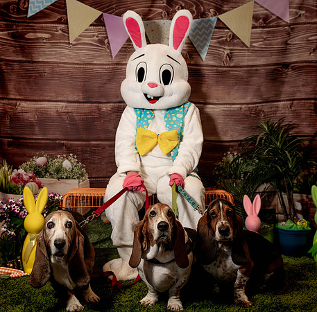 Fetch - Easter Bunny-150