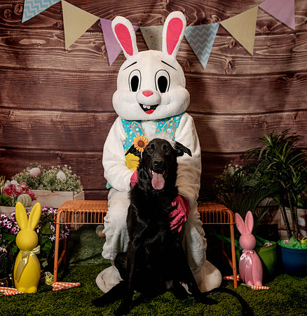 Fetch - Easter Bunny-152