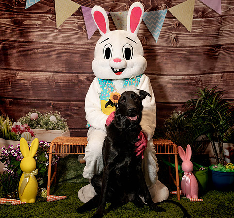 Fetch - Easter Bunny-153