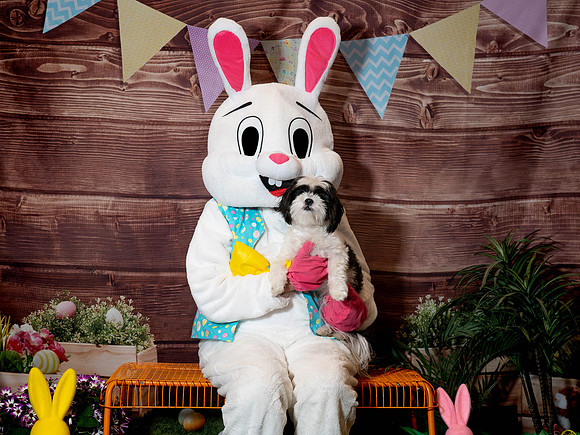 Fetch - Easter Bunny-156