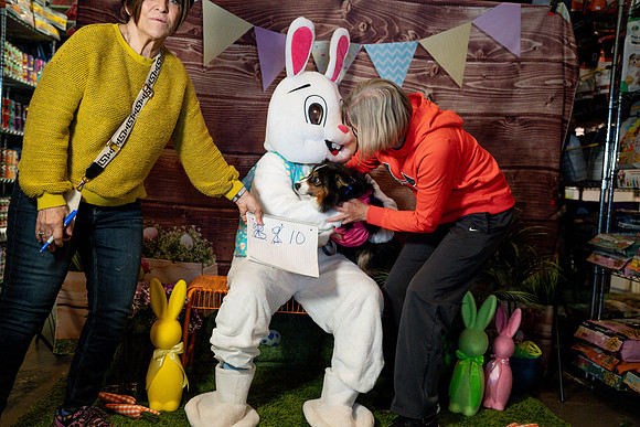 Fetch - Easter Bunny-24