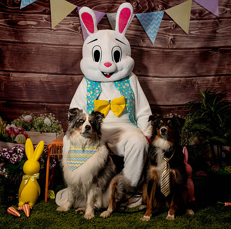 Fetch - Easter Bunny-52