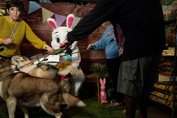 Fetch - Easter Bunny-55