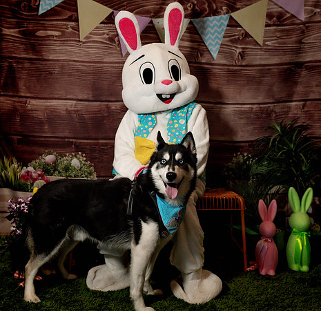 Fetch - Easter Bunny-141